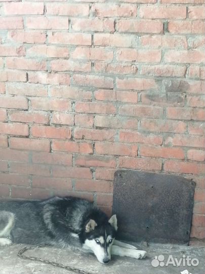 Собака в добрые руки хаски