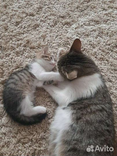 Кошка в дар