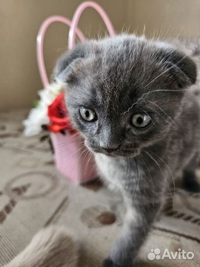 Шотландская