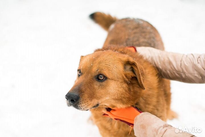 Рыженькая солнечная Дива в добрые руки
