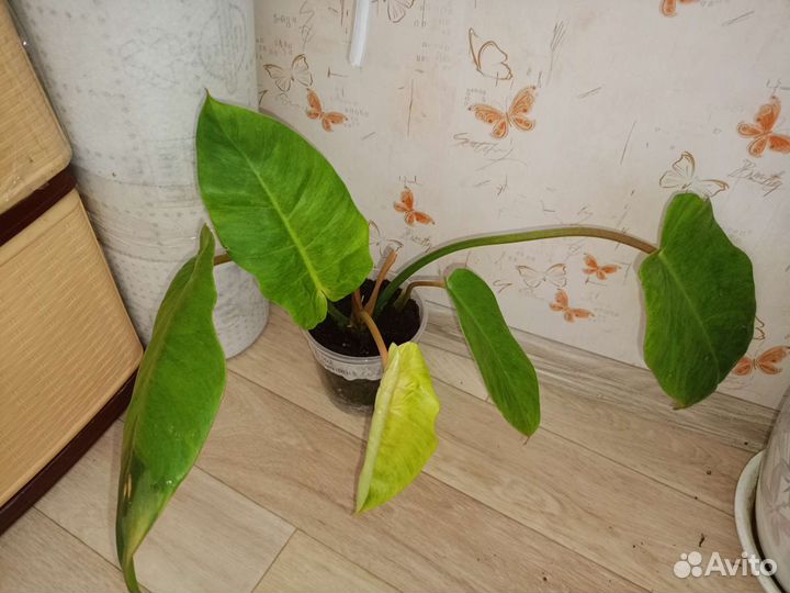 Филодендрон пин Тонг splash