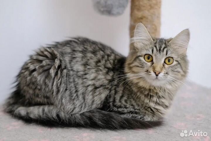 Кошка подросток в добрые руки