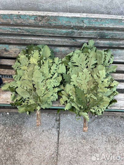 Дубовые веники для бани