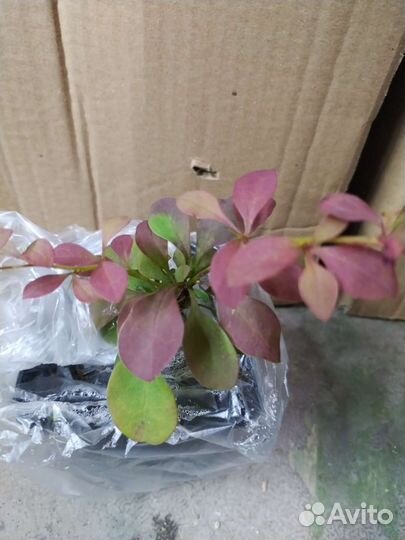 Барбарис тунберга