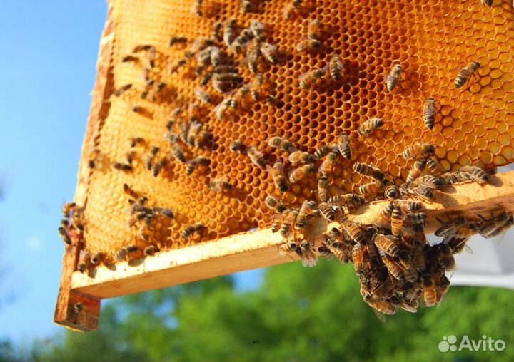 2024 Мед натуральный из Алтая опт