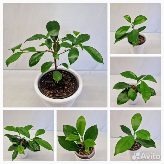 Сортовые фикусы