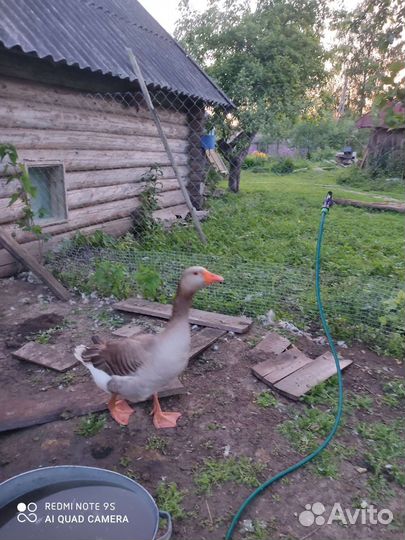 Индоутка наседка Гусак