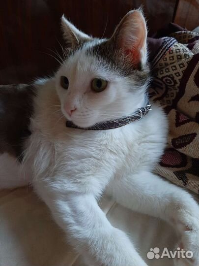 Добрый котик в добрые руки