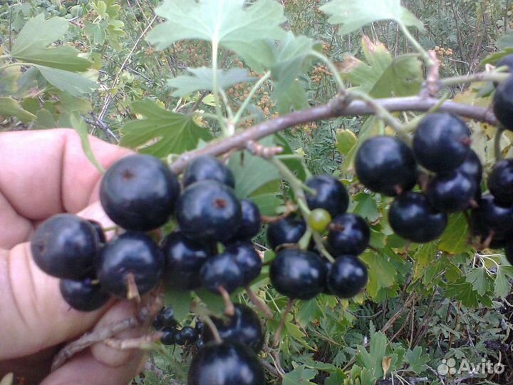 Чёрная смородина