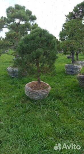 Туя Смарагд с бесплатной доставкой