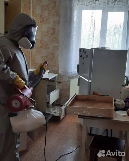 Дезинсекция от клопов тараканов муравьев блох и др