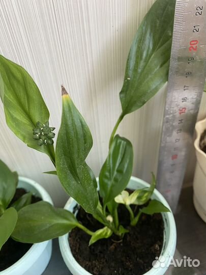 Спатифиллум мини