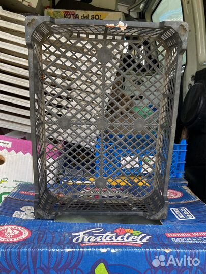 Продам грибные ящики