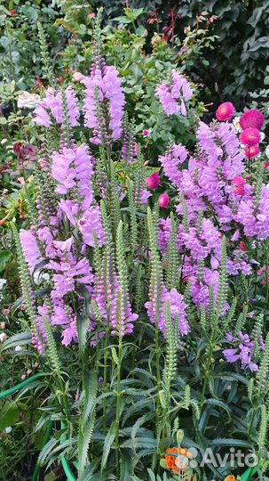 Физостегия