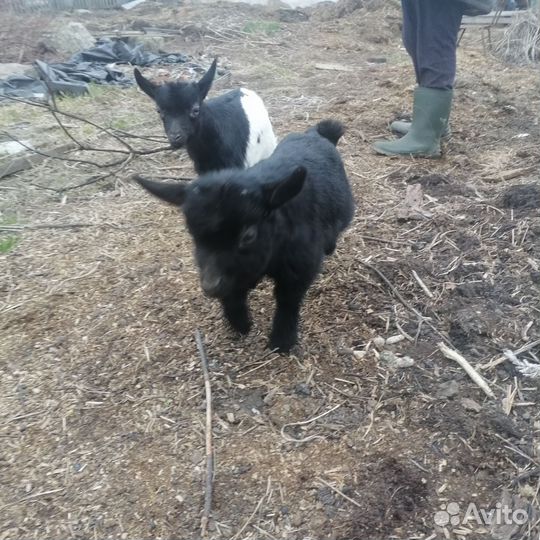 Камерунские карликовые козы