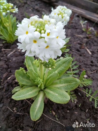 Примула мелкозубчатая