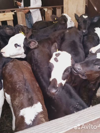 Бычки и телята