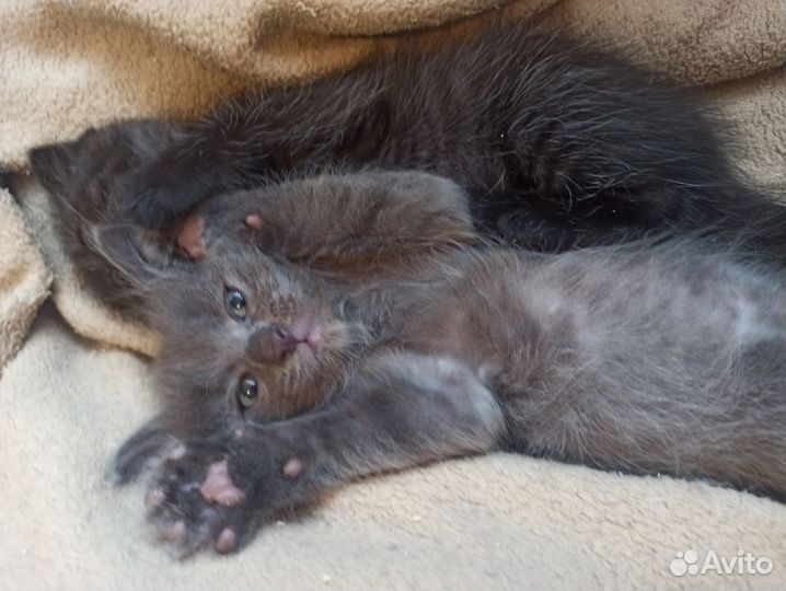 Котята Счастья(метисы)