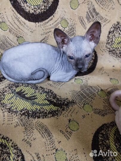 Лысые котята сфинкс