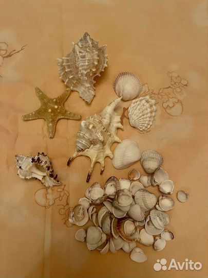 Морские ракушки