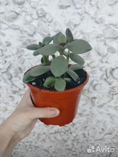 Толстянка Крассула Денежное дерево