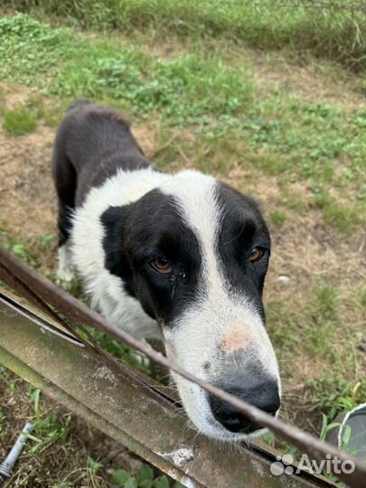 Отдам Среднеазиатская овчарка