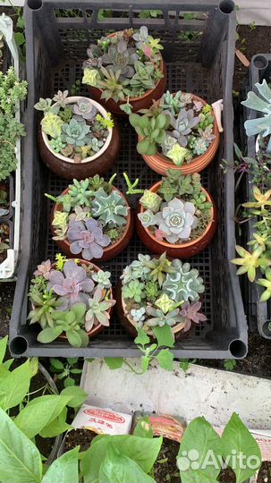 Флорариум суккуленты