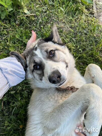 Отдам собаку в добрые руки