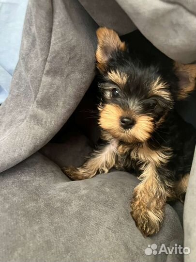 Йоркширский терьер щенки