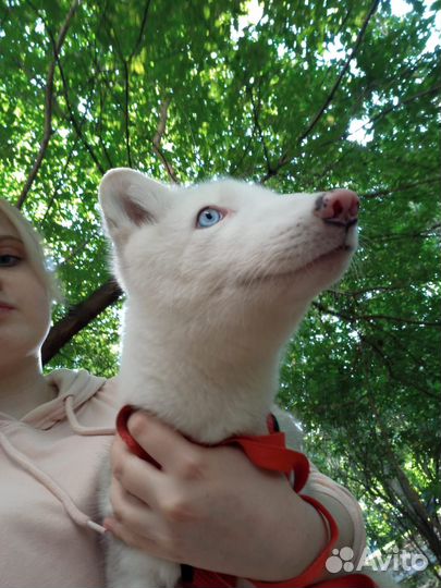 Щенок песца 3 месяца