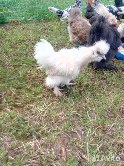 Китайские шелковые подрощенные цыплята