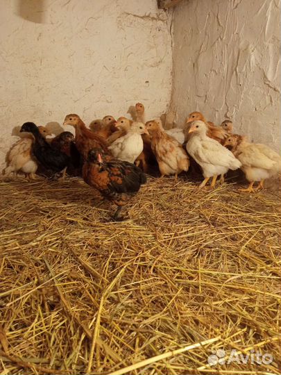 Куры несушки молодки, цыплята