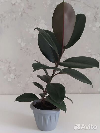 Фикус каучуконосный