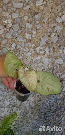 Комнатные домашние растения