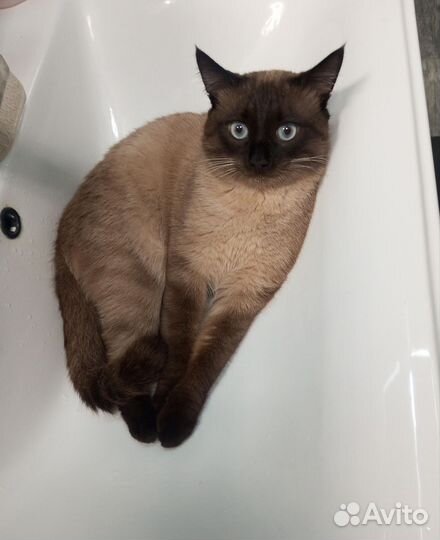 Тайский кот