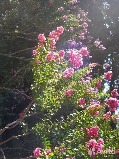 Лагерстремия индийская