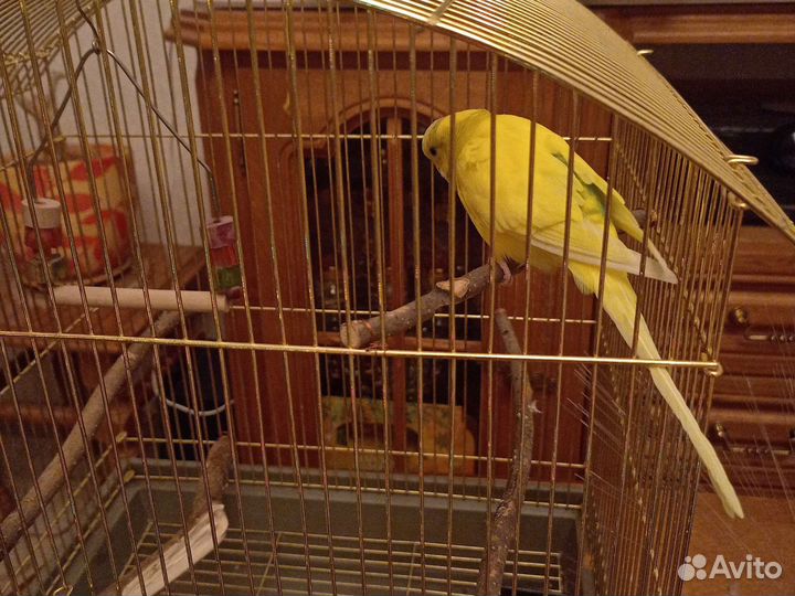 Попугайчик волнистый