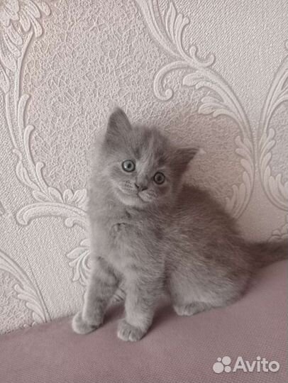 Котик в добрые руки