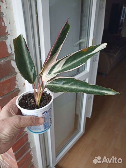 Строманта Орхидеи Фаленпс Драцена Бегония Толстянк