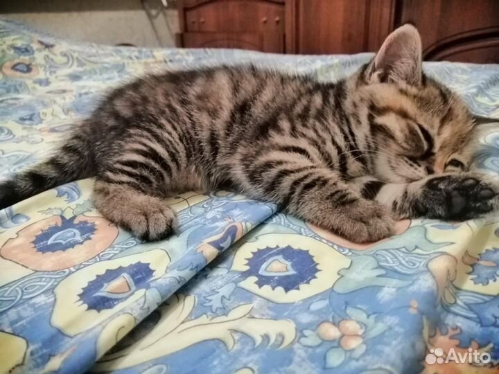 Котенок девочка