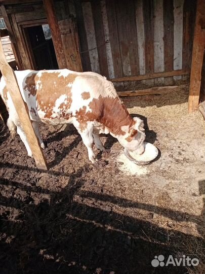 Продам быка