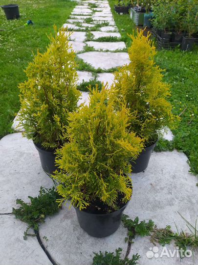 Саженцы туя, ель, можжевельник, сосна хвойные