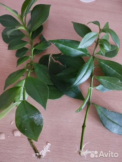 Эсхинантус жар птица