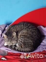 Передержка для кошек,собак и тд в частном доме