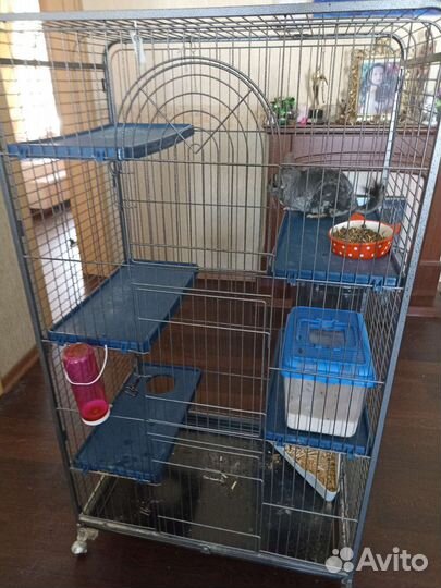 Отдаём шиншиллу в хорошие руки