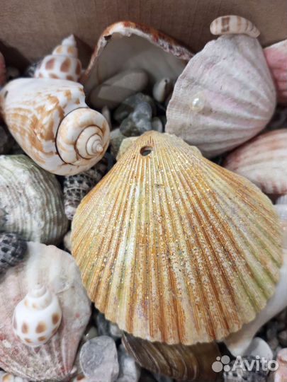 Ракушки морские, камни, природный декор