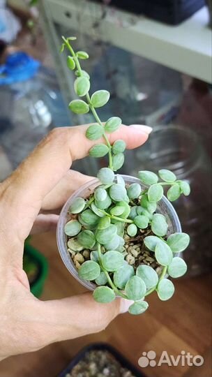 Дисхидия, церопегия