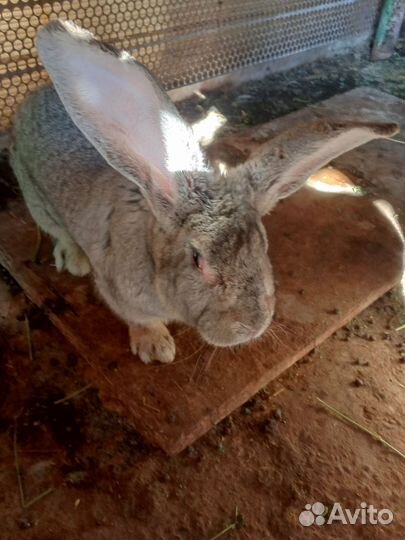 Кроль для потомства