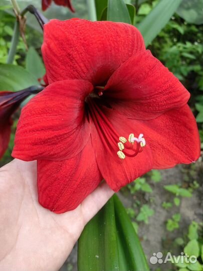 Гиппеаструм Амарилис красный