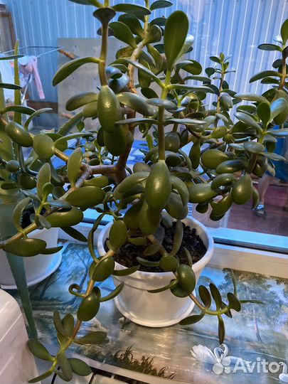 Домашние растения цветы